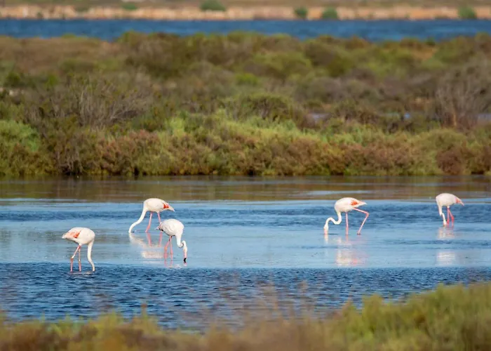 Le Costabella - Pour 4 Personnes A 5 Minutes De La De L'almanarre A Hyères